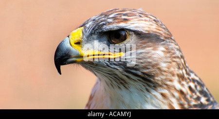 Kopf und Schultern Porträt einer eisenhaltigen Bussard Buteo Regalis im Seitenprofil vor einem einfarbigen Hintergrund schließen Stockfoto