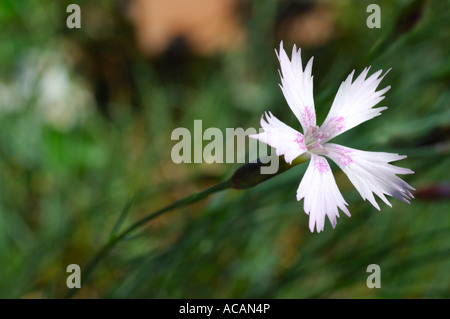 Dianthus Petraeus v. noeanus Stockfoto