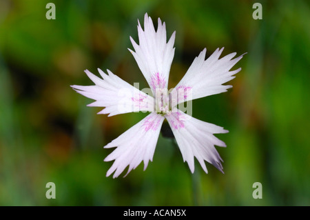 Dianthus Petraeus v. noeanus Stockfoto