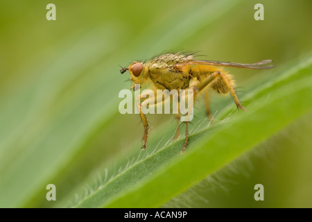 Fliegen Sie (Brachycera) auf lupine Blatt Stockfoto