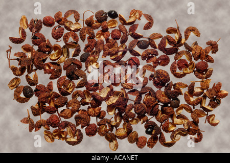 Sichuan-Pfeffer (Zanthoxylum Piperitum) Stockfoto