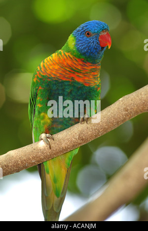 Regenbogen Lorikeet (Trichoglossus Haematodus Moluccanus), Queensland, Australien Stockfoto
