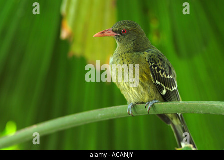 Neues Holland-Honigfresser (Meliphagidae) auf einen Palmzweig, Australien Stockfoto