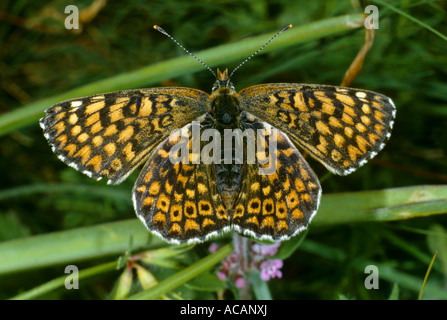 Heide Fritillary (Melitaea Athalia), Familie Nymphalidae Stockfoto