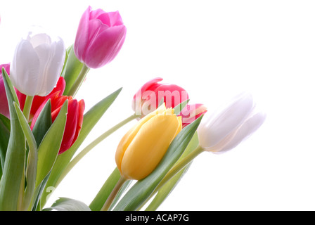 Reihe von Tulpen in Pastellfarben Stockfoto