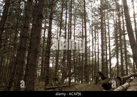 Pinienwald an der Holkham National Nature Reserve, UK Stockfoto