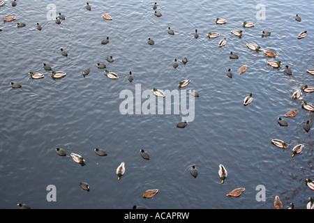 Stockenten (Anas Platyrhynchos) und eurasischen Blässhühner (Fulica Atra) Stockfoto