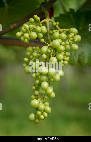 Junge unreife Trauben (Vitis Vinifera), Hagnau, Baden Württemberg, Deutschland, Europa. Stockfoto