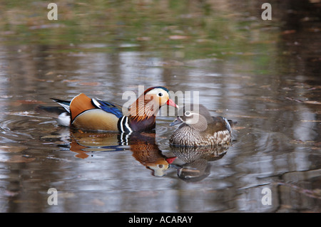 Mandarin Ente / Aix Galericulata, weibliche und männliche. Ussuriland, südliche Fernen Osten Russlands Stockfoto