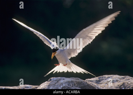 Vogel, Flussseeschwalbe, die auf Felsen landet, Sterna aurantia, Ranathitoo Bird Sanctuary, Ranathittu, Mandya, Mysore, Karnataka, Indien, Asien, Stockfoto