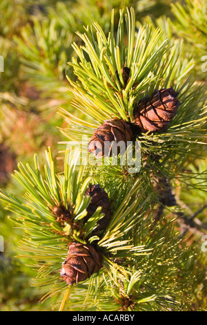 Sibirische Pinie / Pinus Cembra Sibirica, Magadan Gebiet, Ost-Sibirien, Russland Stockfoto