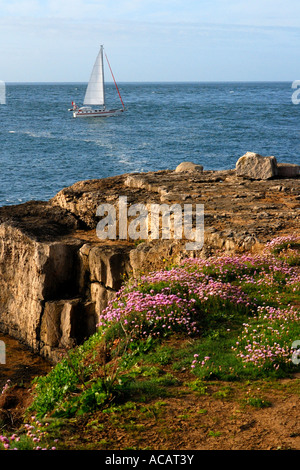 Klippe am Portland Bill mit Massen von Meer rosa Sparsamkeit Armeria Maritima in Blüte und einer Yacht mit weißen Segeln vorbei an Stockfoto