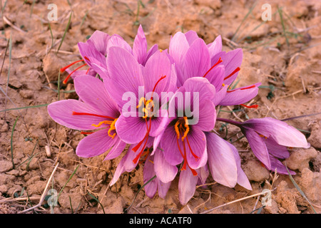 Der Corcus wie leuchtend violette Safranblüte mit leuchtend rotem Trippel-Stigma umgeben von gelbem orangefarbenem Stigma, Kaschmir, Indien, Asien Stockfoto