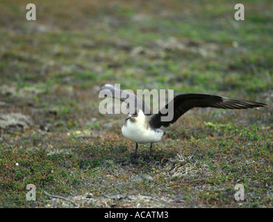 Arctic Skua Stercorarius Parasiticus Nest Eiern ausgestreckt auf Anhöhe mit Flügeln Stockfoto