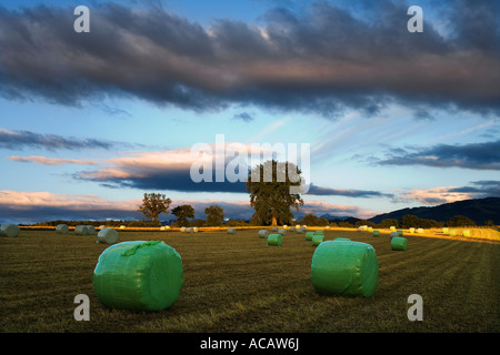 Runde Heuballen in Plastiktüten, Feld, Stieleichen, Abend-Stimmung, Kanton Freiburg, Schweiz Stockfoto