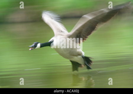 Kanadagans (Branta Canadensis) Landung Stockfoto