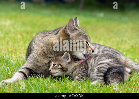 Hauskatze lecken junge, Stockfoto