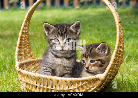 Junge Hauskatzen in Korb Stockfoto