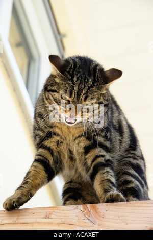 Hauskatze auf Dach Joist Knurren, Deutschland Stockfoto