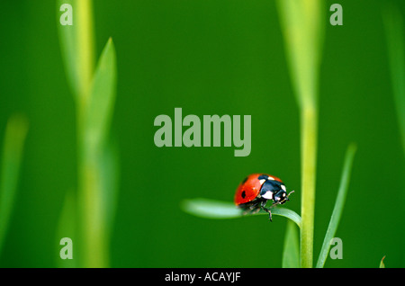 Lady Bird Beetle Coccinella Septempunctata Normandie Frankreich Stockfoto