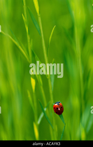 Lady Bird Beetle Coccinella Septempunctata Normandie Frankreich Stockfoto