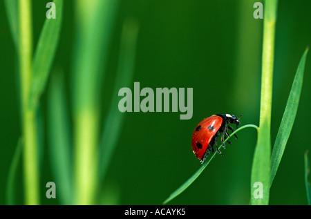 Lady Bird Beetle Coccinella Septempunctata Normandie Frankreich Stockfoto