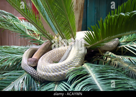 King Cobra in einem Terrarium Stockfoto