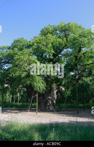 Major Oak, Sherwood Forest, Nottinghamshire.  Dies ist vermutlich auf Basis von Robin Hood im Sherwood Forest sein.  Der Baum wurde im Jahr 2002 in der Feier von der Queens Golden Fahrzeugproduzent vom Baum Rat eines fünfzig "Great British Bäume" bezeichnet. Stockfoto