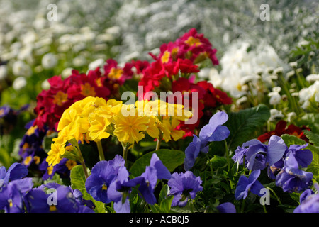 Primeroses und Stiefmütterchen Stockfoto