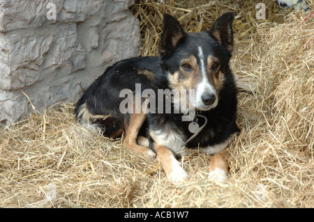 Schäferhund bei Bodafon Farm Park, North Wales, UK Stockfoto