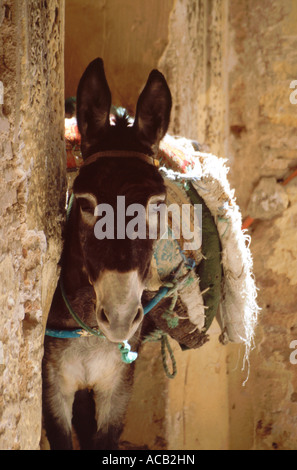 Esel, beladen mit Decken angebunden in steinernen Torbogen in Fes el Bali (Medina), Fes, Marokko, Nordafrika Stockfoto