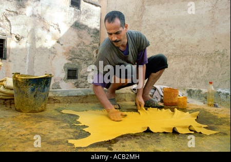 Ein Lederbearbeiter oder Tanner, hand sterbenden Ziegenfelle mit Safran auf den Terrassen der Chouwara Gerberei, Fes el Bali, Fes, Marokko Stockfoto