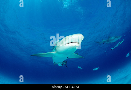 Zitrone Hai Negaprion Brevirostris Bahamas-Grand Bahama Island Atlantik Stockfoto
