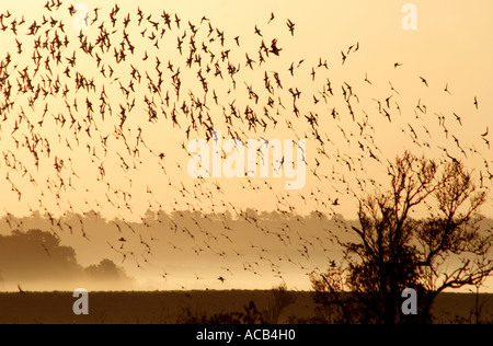 Herde von Austernfischer Haematopus Ostralegus im Flug in der Dämmerung, Snettisham, UK Stockfoto