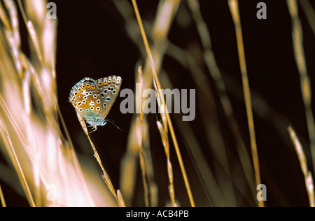 Adonis blaue Schmetterling Lysandra Bellargus Frankreich Stockfoto