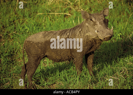 Warzenschwein South Luangwa Nationalpark Sambia das Tier ist nass und schlammig nach der Einnahme ein Schlammbad Stockfoto