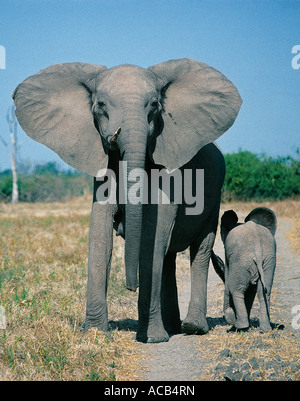 Elefantendame mit Kalb South Luangwa Nationalpark Sambia Stockfoto