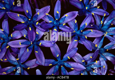 Scilla Peruviana Blume Stockfoto