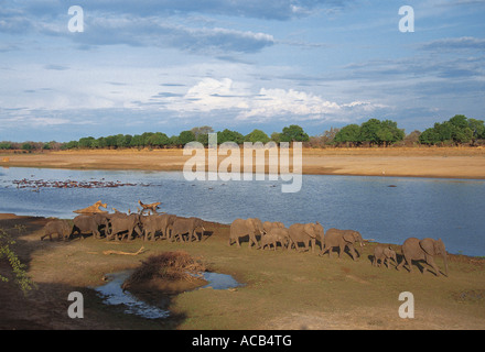 Elefanten Herde in Linie an den Ufern des Flusses South Luangwa Nationalpark Sambia Stockfoto