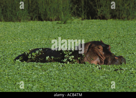Nilpferd im Pool bedeckt mit Wasser Salat oder Pistra Stratoides South Luangwa Nationalpark Sambia Stockfoto