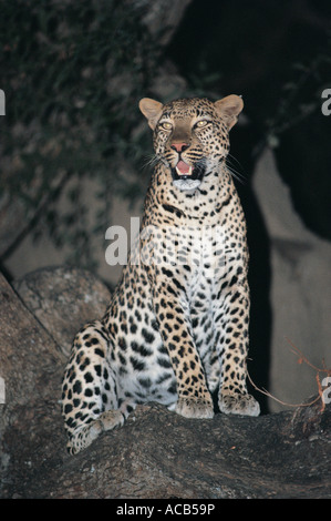 Porträt der weibliche Leoparden bei Nacht South Luangwa Nationalpark Sambia Stockfoto