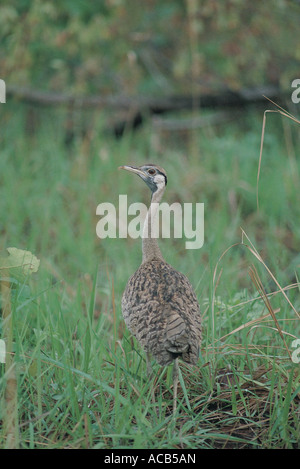 Schwarzbäuchigen Korhaan Eupodotis Melanogaster South Luangwa Nationalpark Sambia Stockfoto