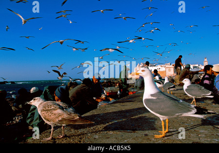 Möwen warten auf Fisch Essaouira Marokko Stockfoto