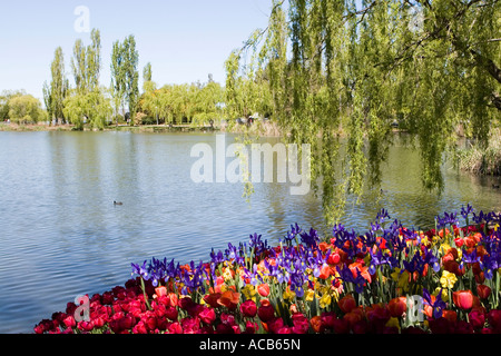 Bereich der Tulpen und Iris am Lake Burley Griffin Stockfoto