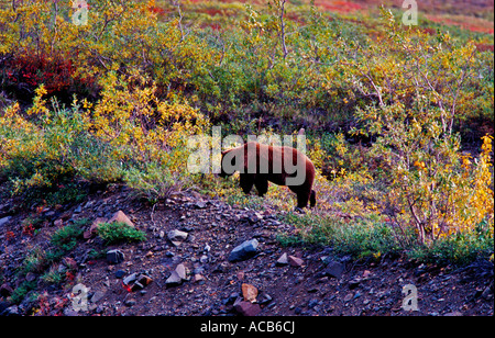 Grizzly Bären in Herbstlandschaft Stockfoto