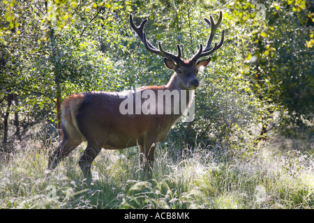 Schottische Rothirsch Erwachsenen Hirsch in Velvet  Birke Wald in Braemar, Cairngorms National Park, Schottland. Stockfoto