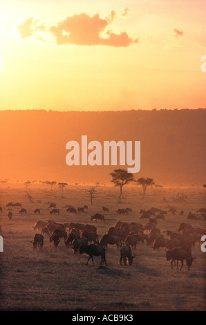 Eine Herde Gnus in der Masai Mara in Kenia Ostafrika Sonnenuntergang Weiden Stockfoto