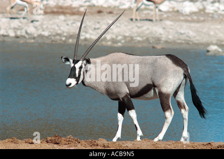 Gemsbock im Etosha Nationalpark Namibia Südwest-Afrika Stockfoto