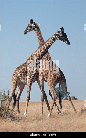 Zwei männliche Masai Giraffe Einschnürung oder Serengeti Nationalpark Tansania Ostafrika kämpfen Stockfoto