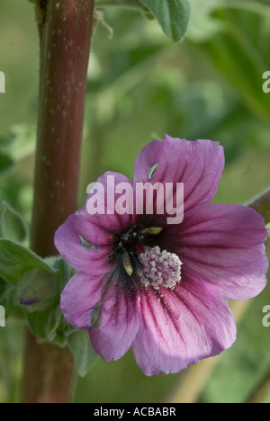 Wildpflanze Baum Malve Lavatera arborea Stockfoto